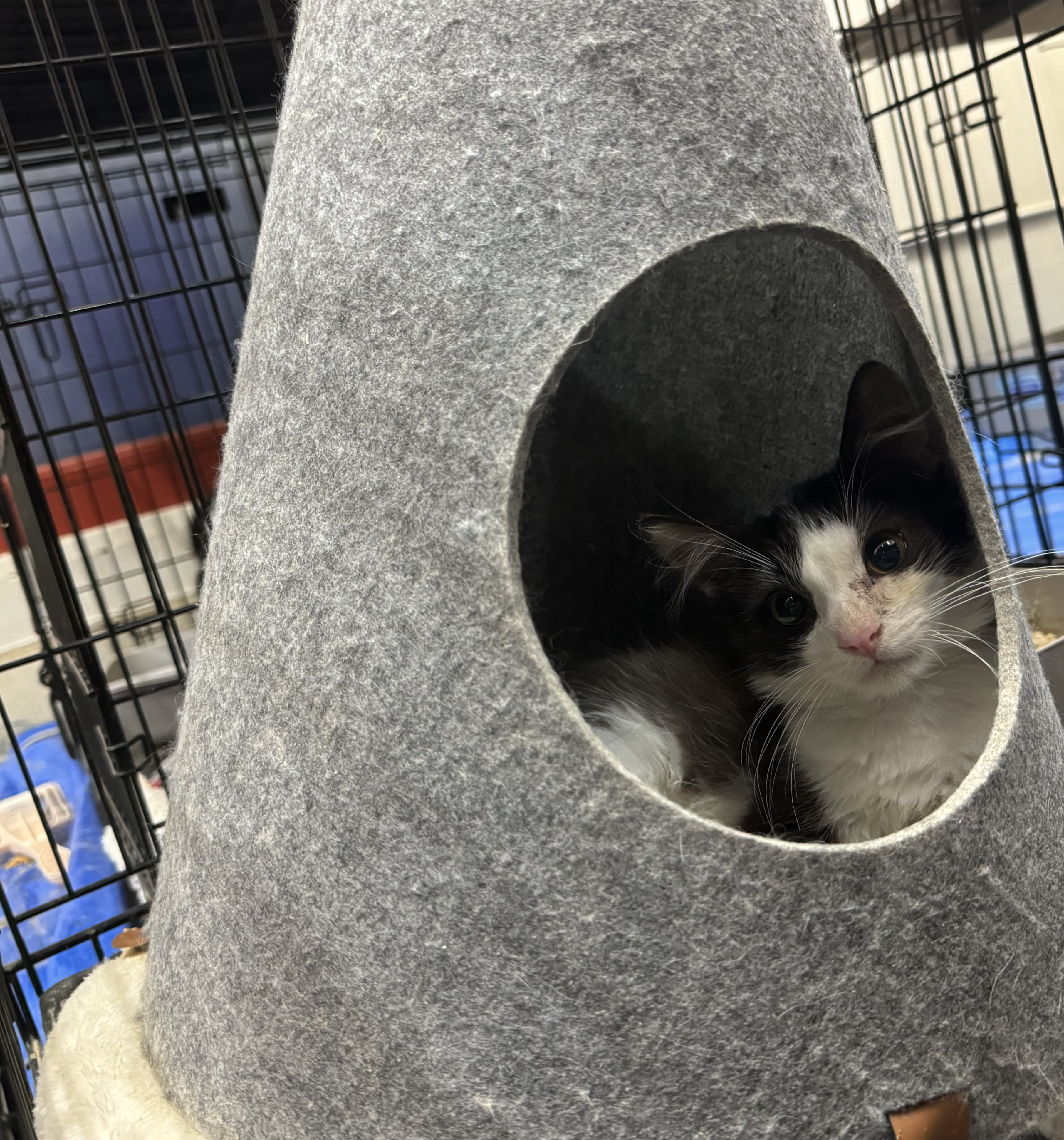 Enlarge Arturo, a Adoptable Tuxedo in Crockett, CA image 1/1