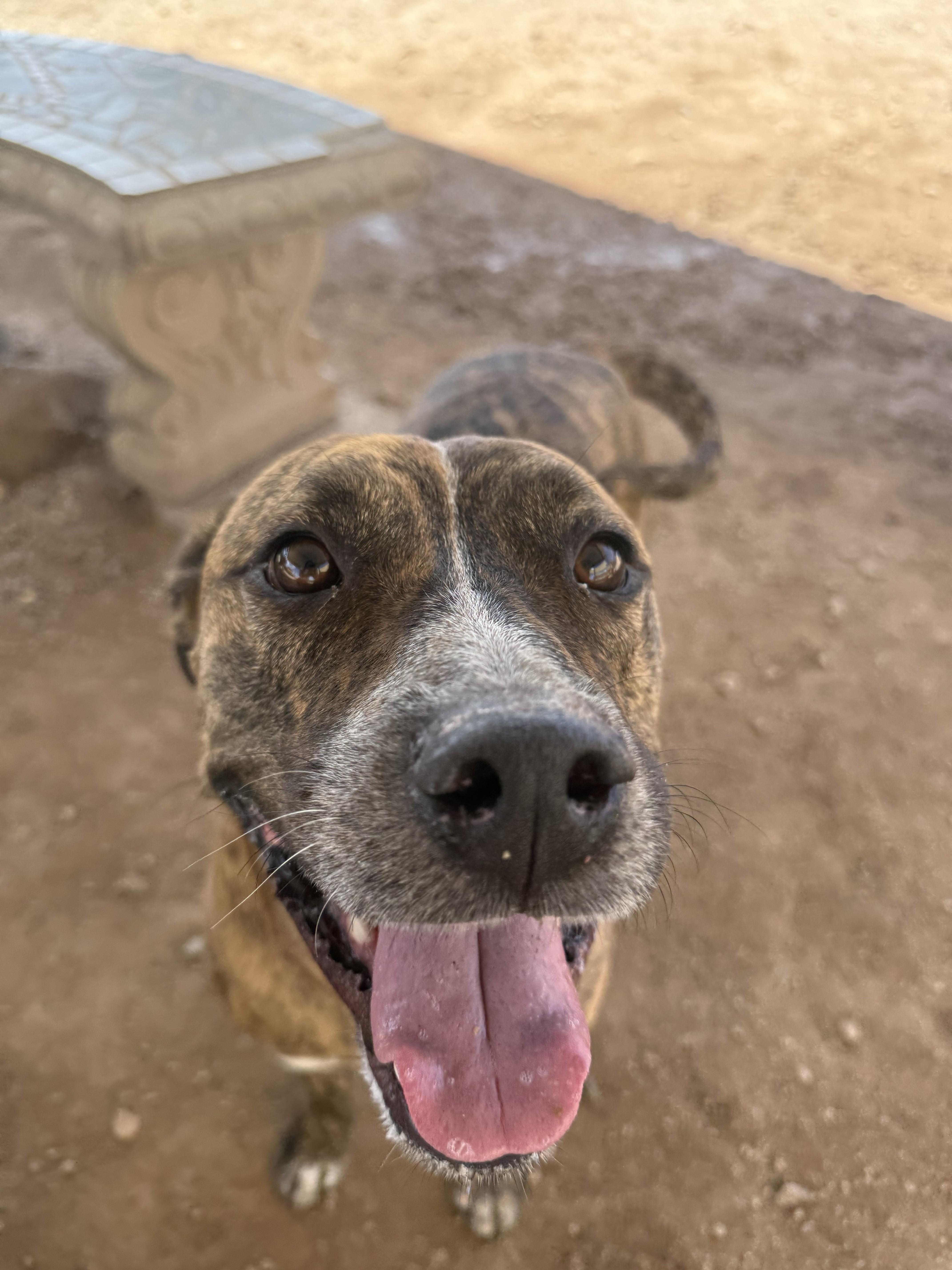 Enlarge Zeus, a Adoptable mixed breed in Sierra Vista, AZ image 2/3