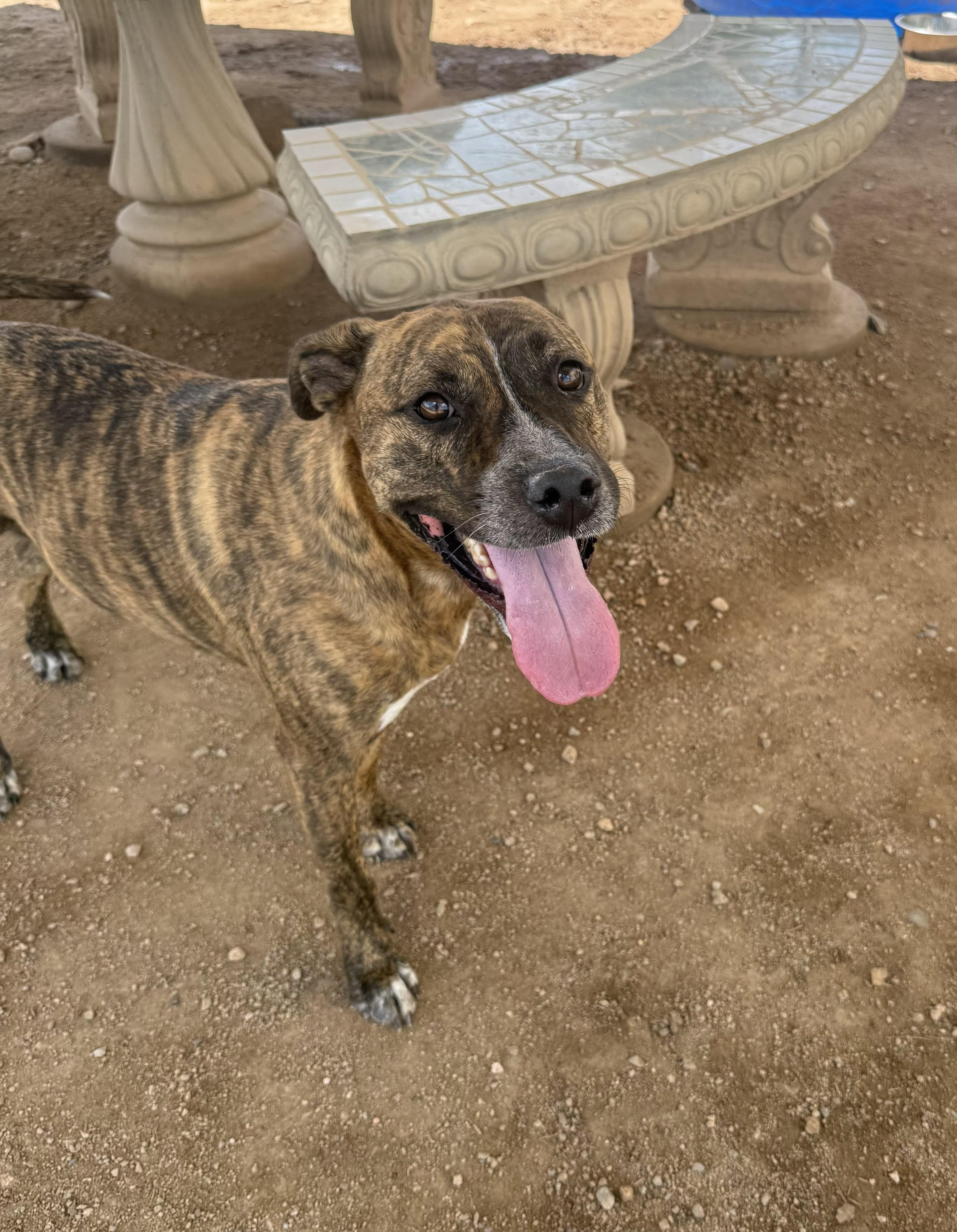 Zeus, Adoptable, Adult Male Labrador Retriever & Pit Bull Terrier.