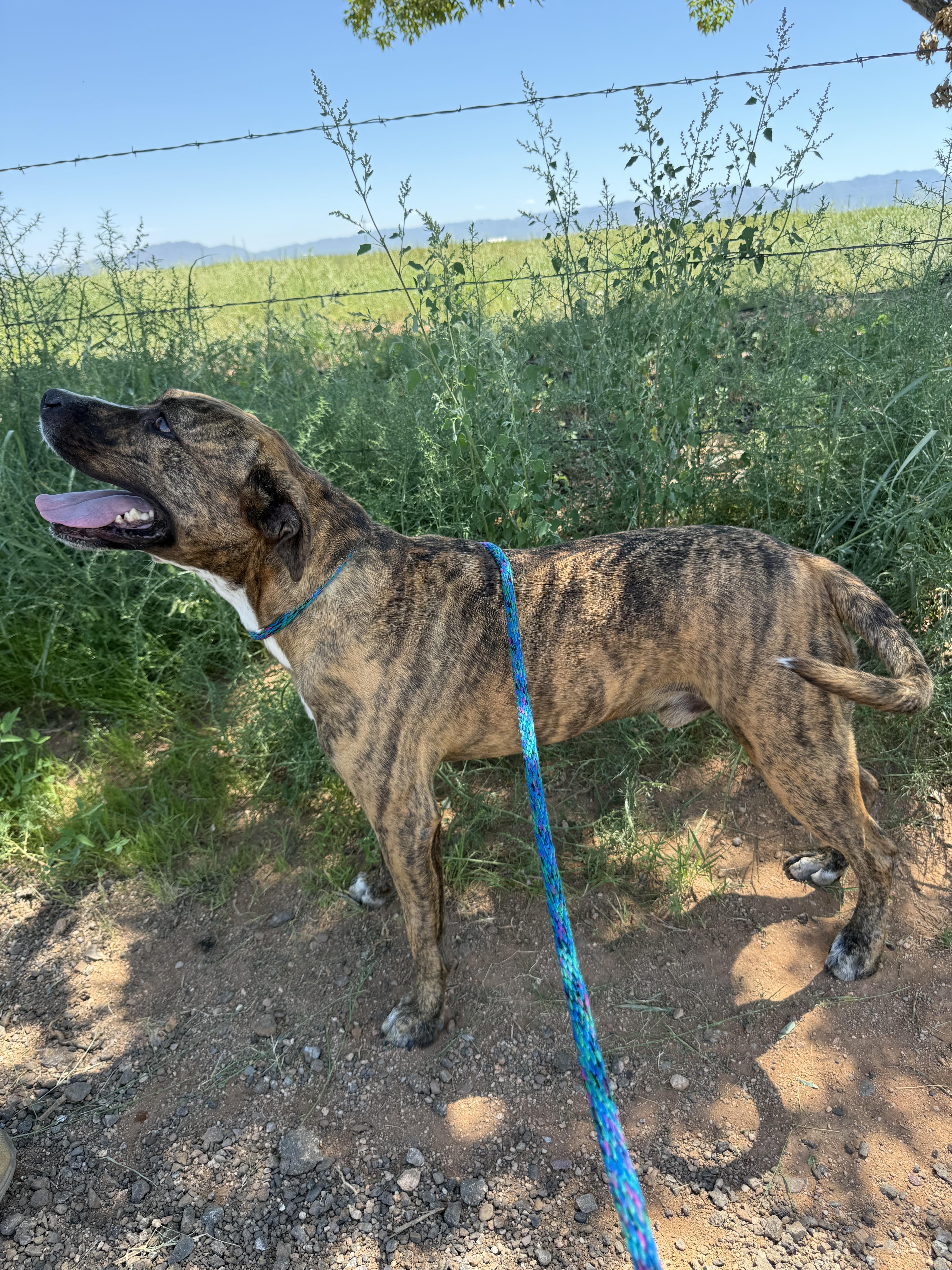 Enlarge Zeus, a Adoptable mixed breed in Sierra Vista, AZ image 3/3