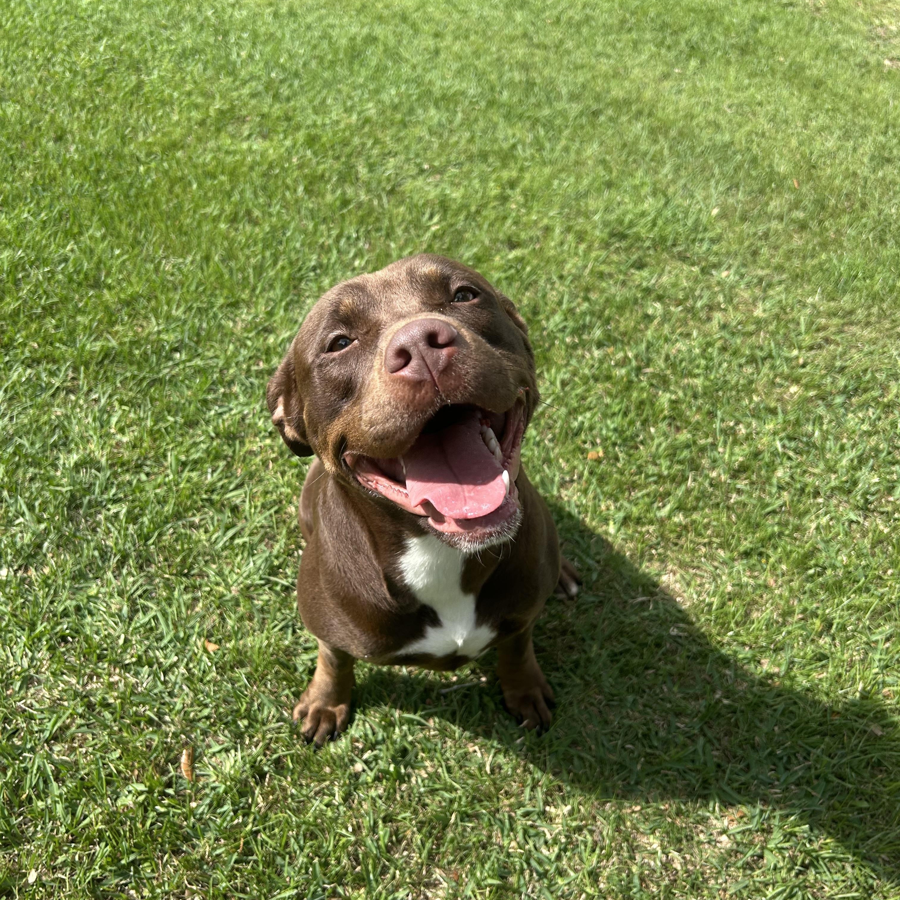 Enlarge Nesta, a ADOPTABLE mixed breed in Friendswood, TX image 2/2