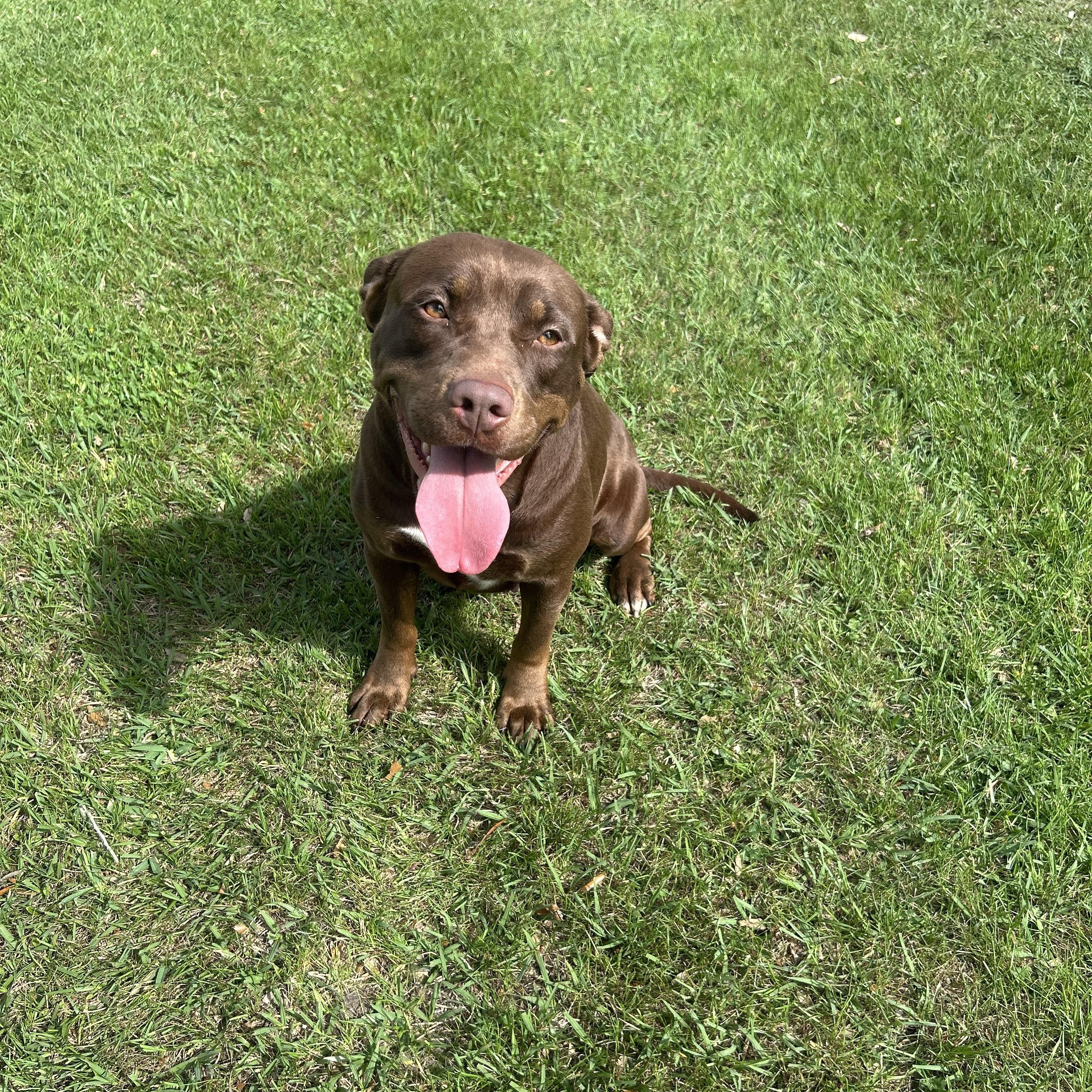 Nesta, ADOPTABLE, Young Female Pit Bull Terrier.