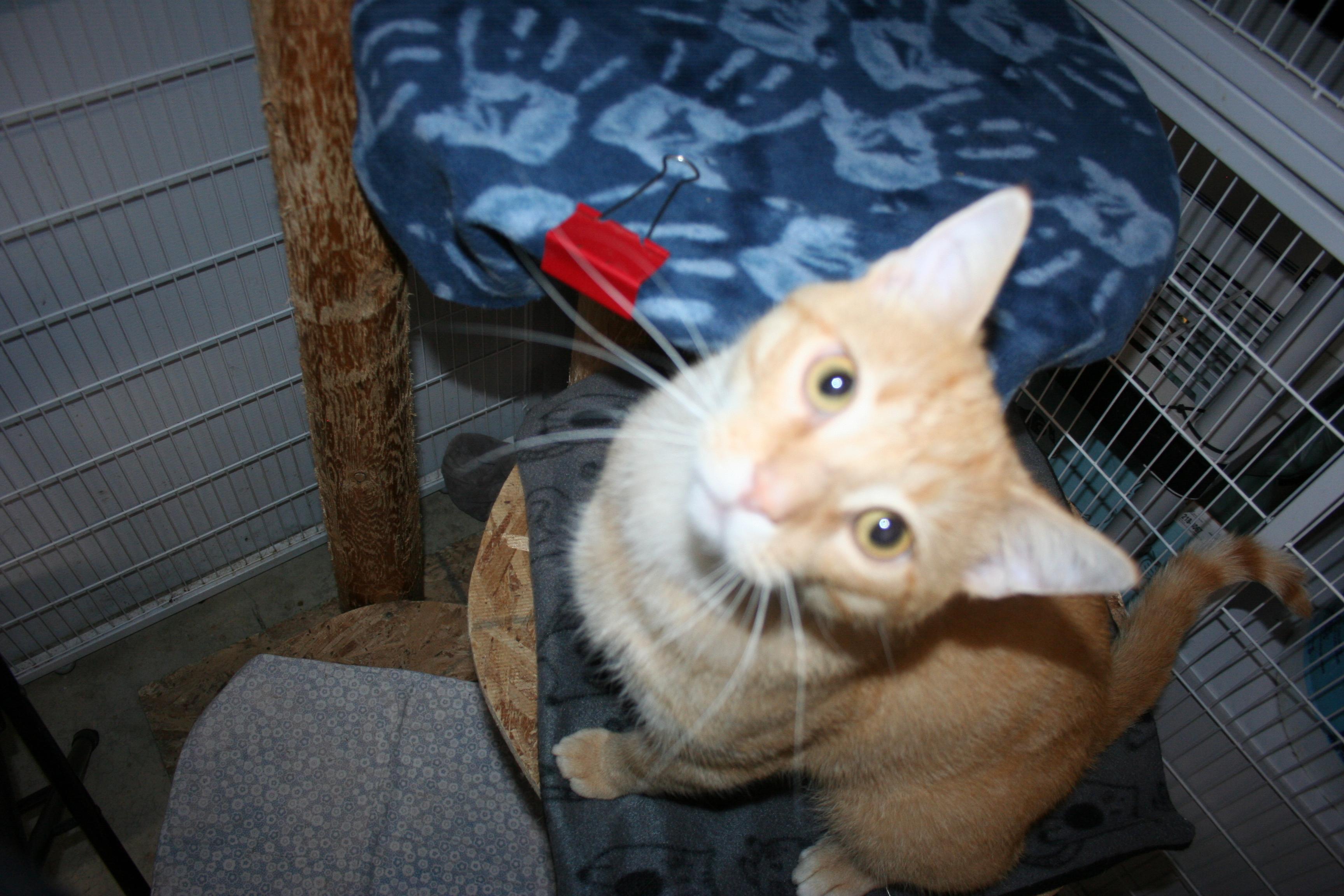 Enlarge Mr. Handsome, a Adoptable mixed breed in Howell, MI image 3/4