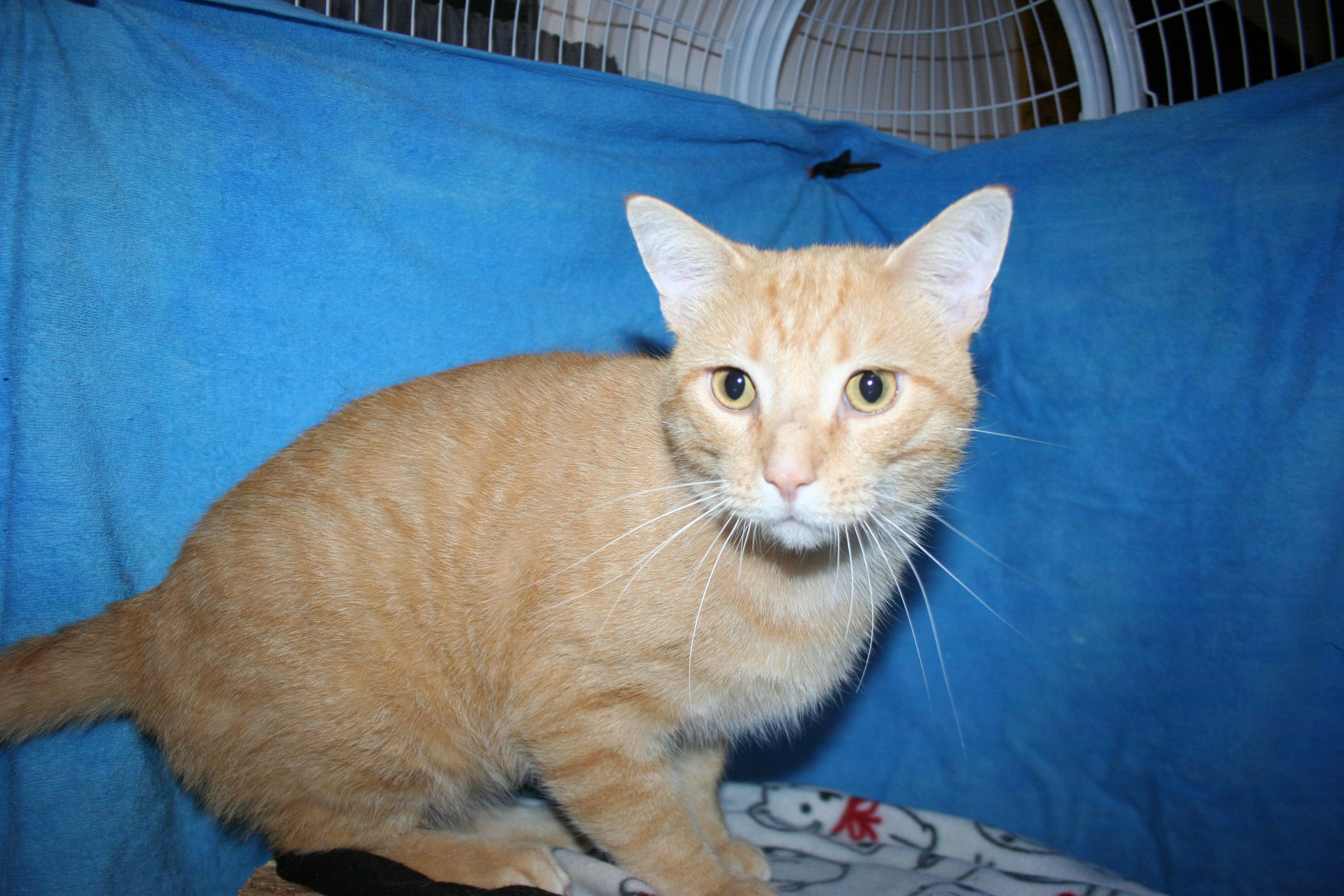 Enlarge Mr. Handsome, a Adoptable mixed breed in Howell, MI image 1/4