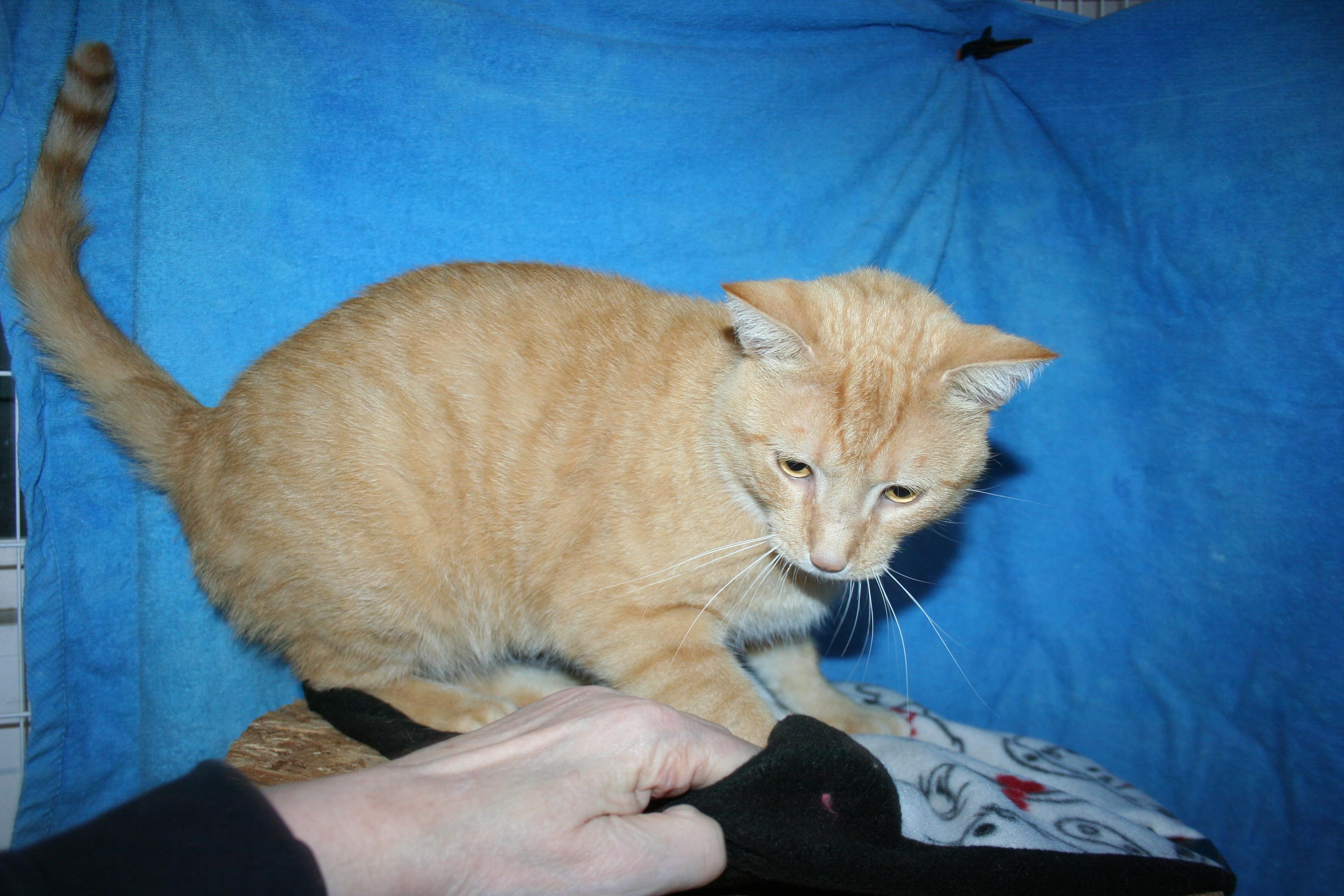 Enlarge Mr. Handsome, a Adoptable mixed breed in Howell, MI image 2/4
