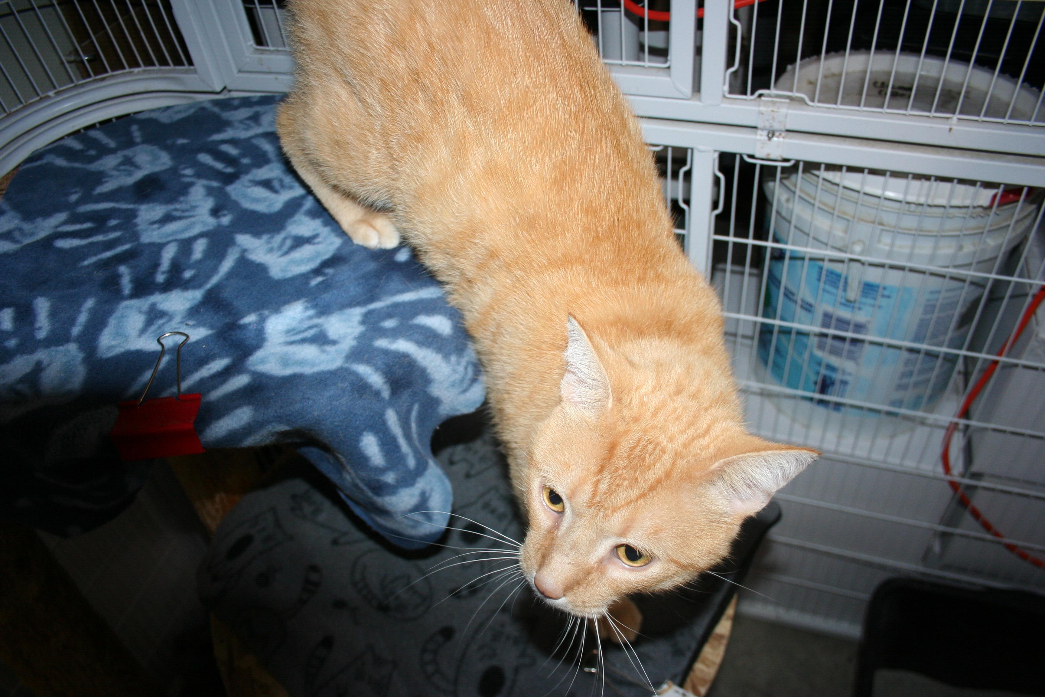 Enlarge Mr. Handsome, a Adoptable mixed breed in Howell, MI image 4/4