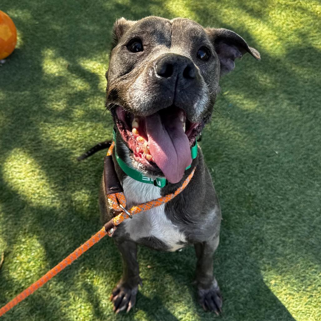 Molly, Adoptable, Adult Female Pit Bull Terrier.