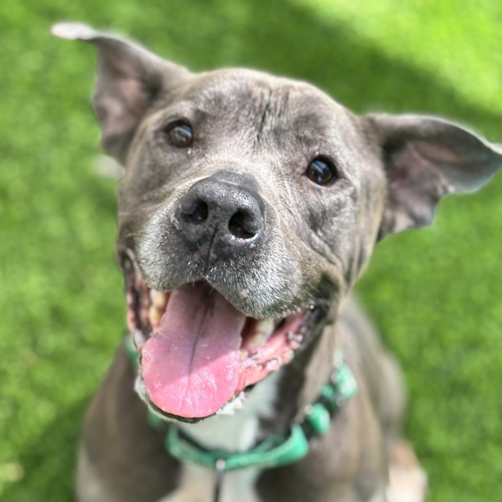 Enlarge Molly, a Adoptable Pit Bull Terrier in Henderson, NV image 2/3