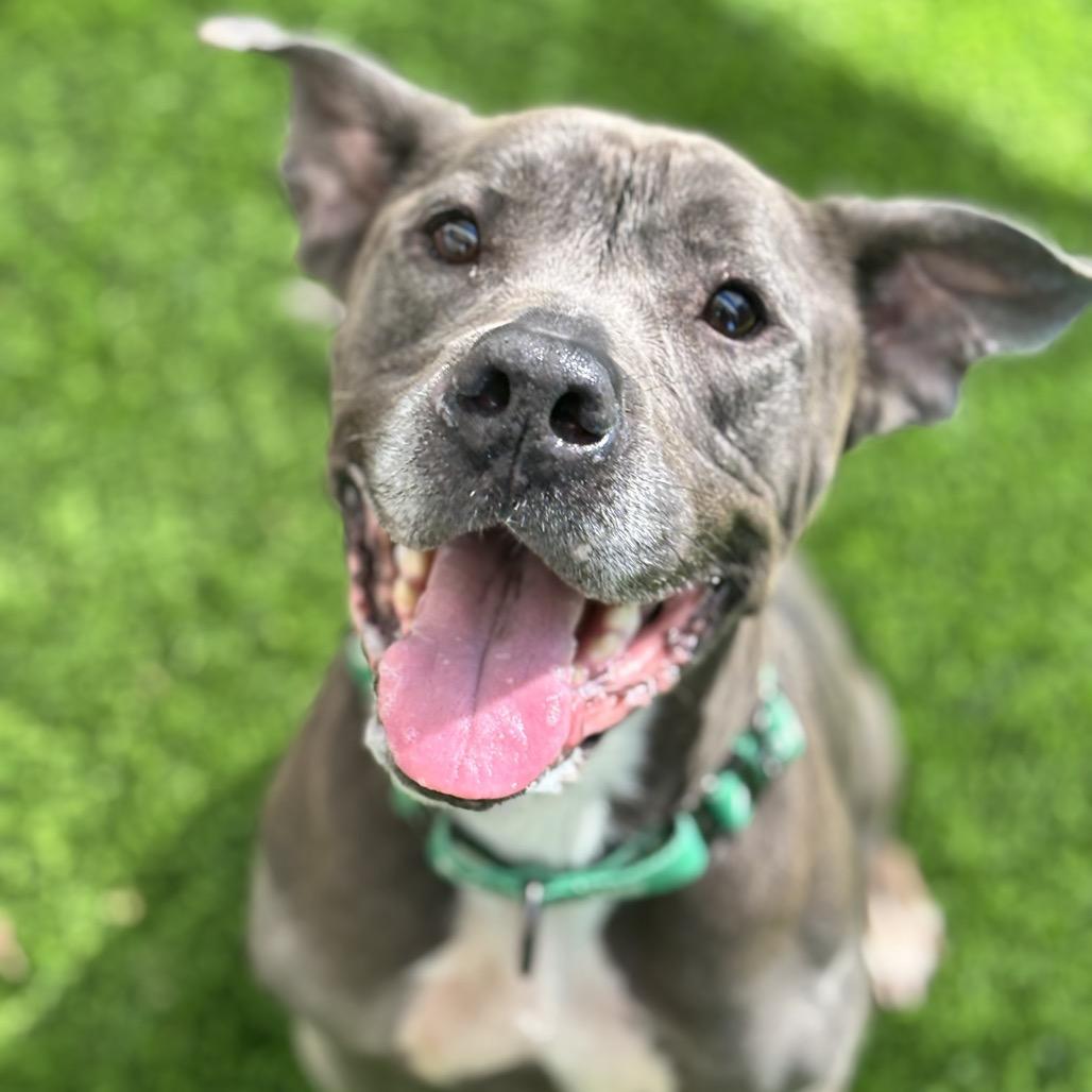 Enlarge Molly, a Adoptable Pit Bull Terrier in Henderson, NV image 3/3
