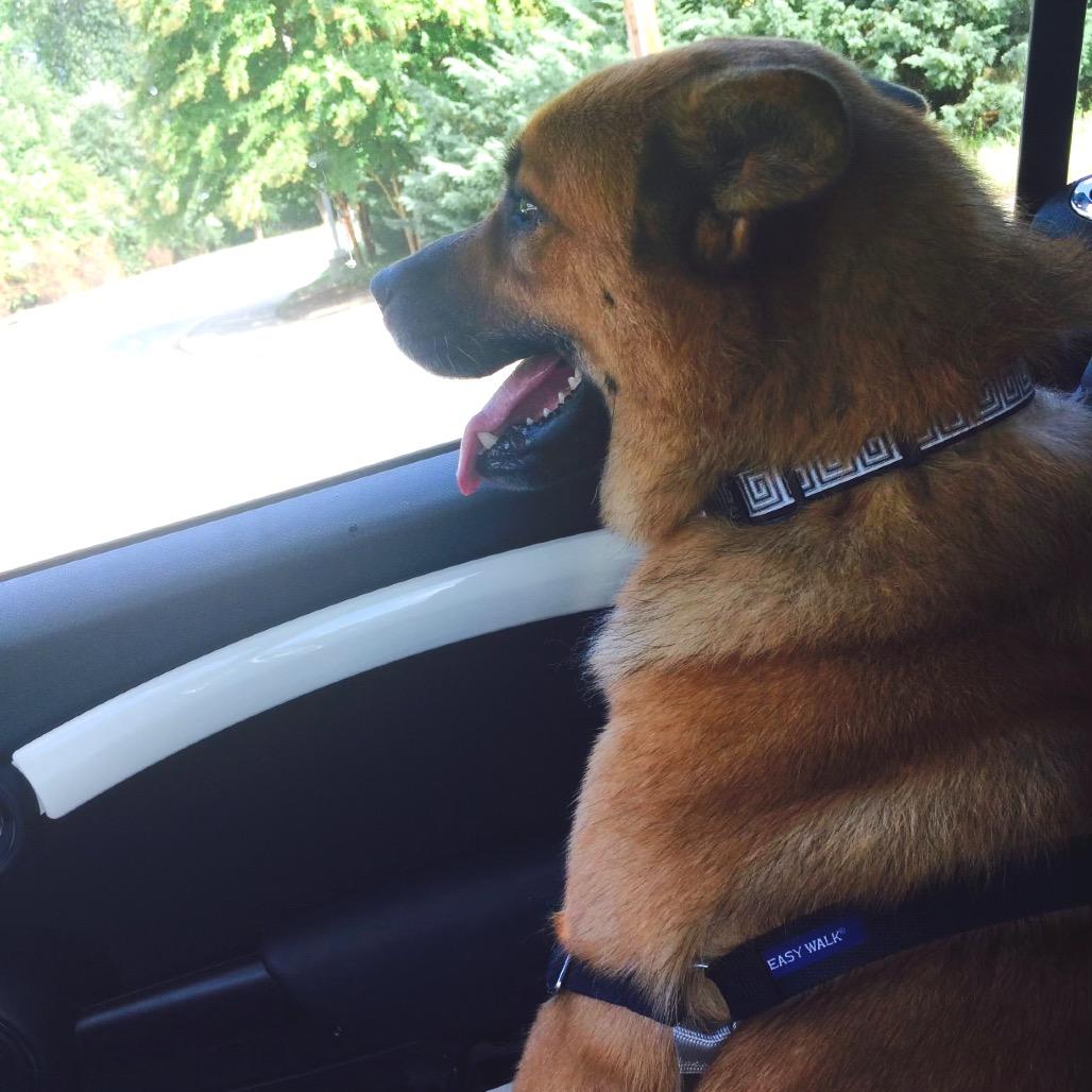 Liam, Adoptable, Senior Male Keeshond & Shepherd.