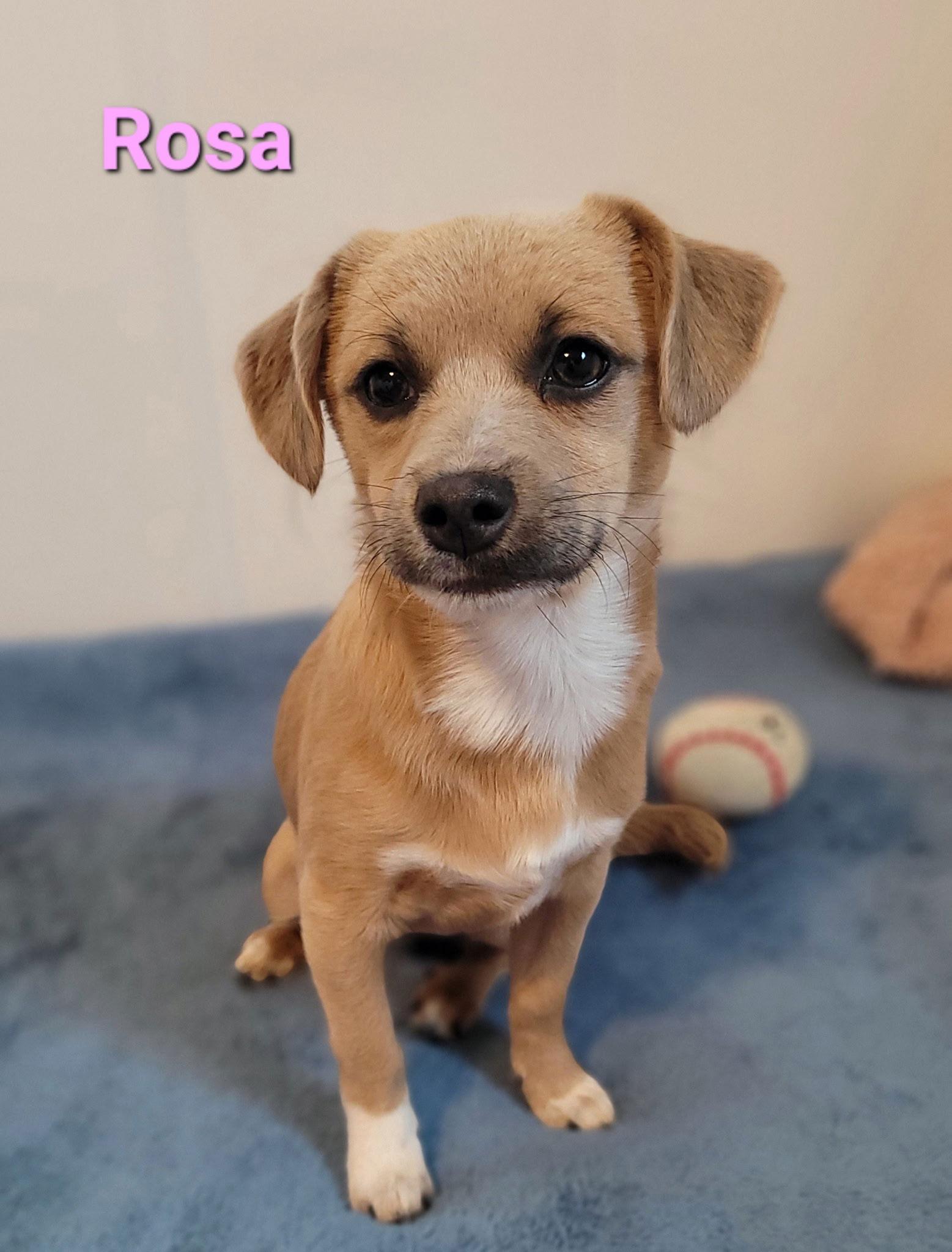 Rosa, Adoptable, Young Female Chihuahua & Dachshund.