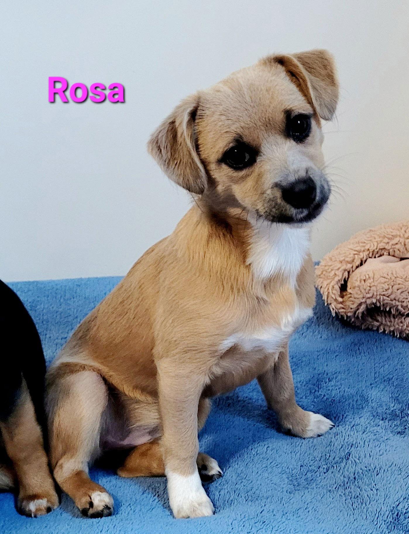 Enlarge Rosa, a Adoptable mixed breed in West Des Moines, IA image 2/3