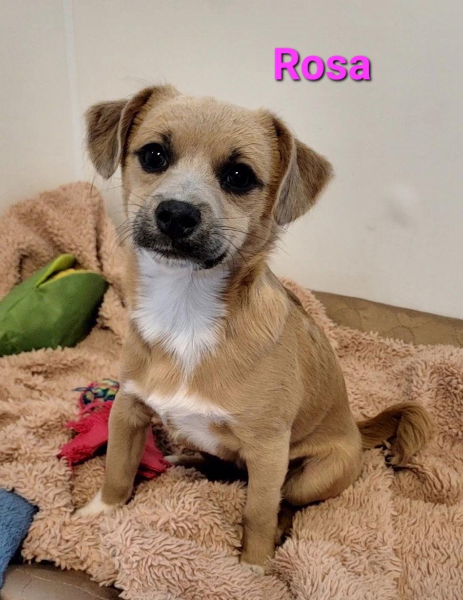 Enlarge Rosa, a Adoptable mixed breed in West Des Moines, IA image 3/3