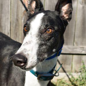 Enlarge Battlestar, a Adoptable Greyhound in grandville, MI image 1/1