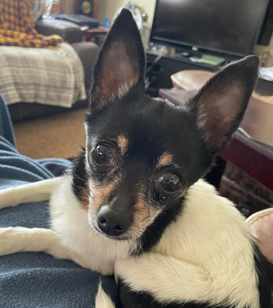 Enlarge Bella, a Adopted mixed breed in Johnston, IA image 1/1