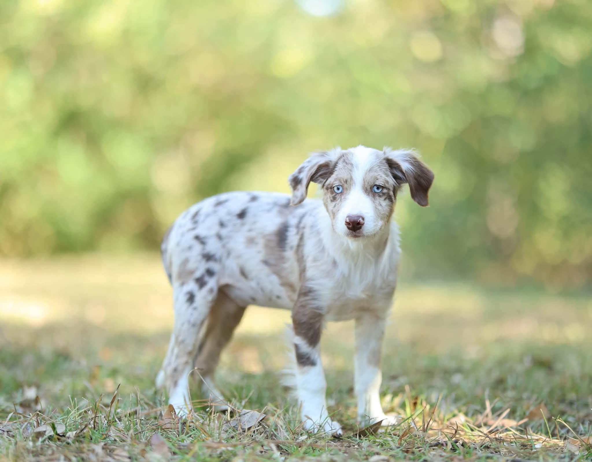 Enlarge Latte, a Adoptable mixed breed in Rocky Hill, CT image 3/5