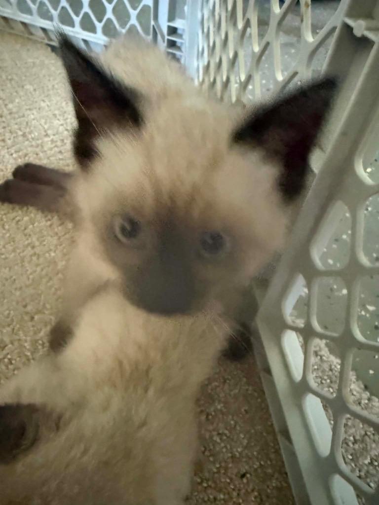 Enlarge Malachi SF, a Adoptable Siamese in Newaygo, MI image 1/1