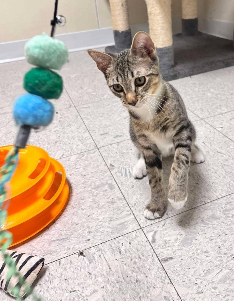 Swish, a Adoptable mixed breed in Sandusky, OH image 1/2