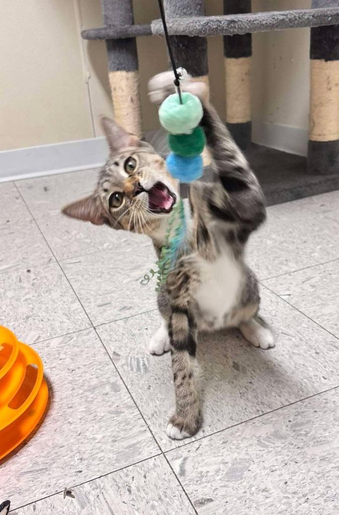 Swish, a Adoptable mixed breed in Sandusky, OH image 2/2