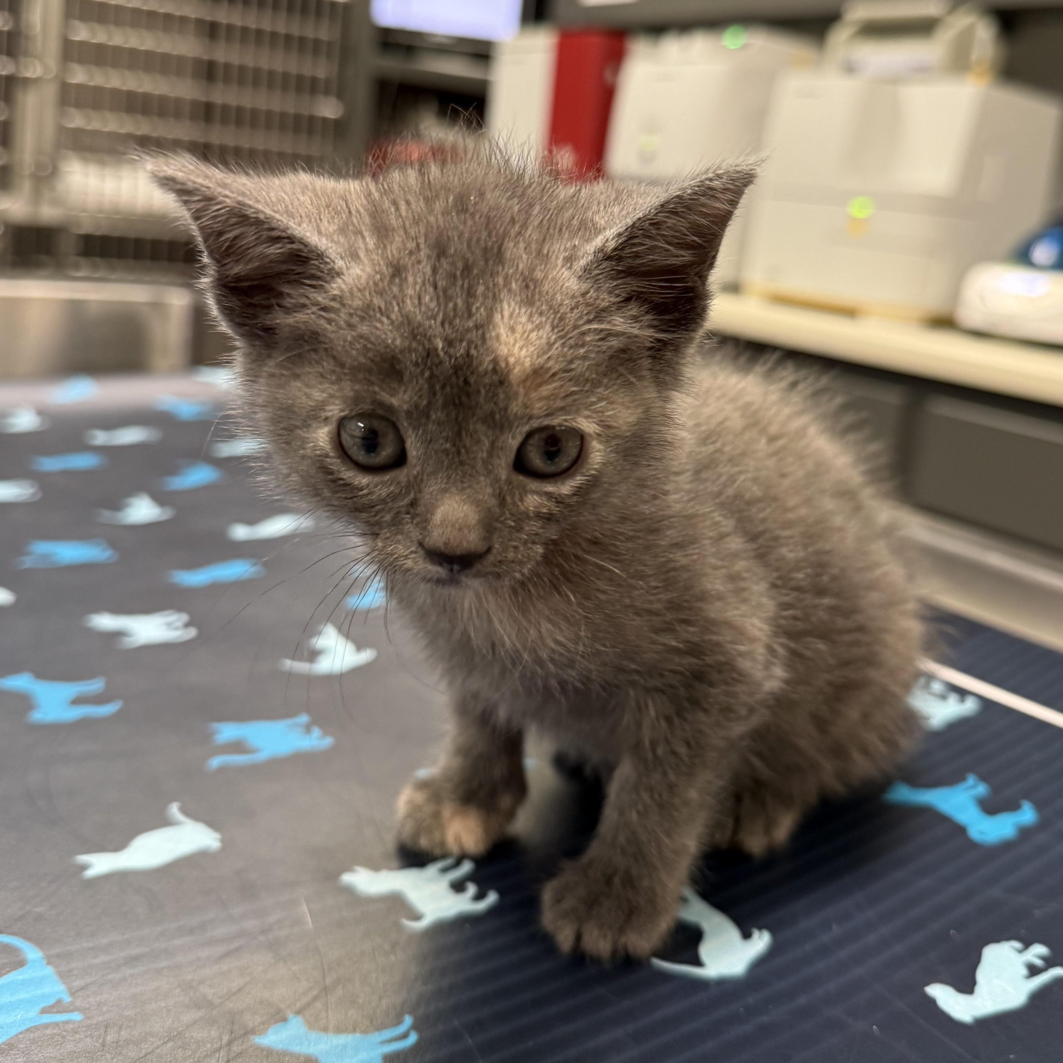 Hermione (Harry Potter Litter), ADOPTABLE, Kitten Female Domestic Short Hair.
