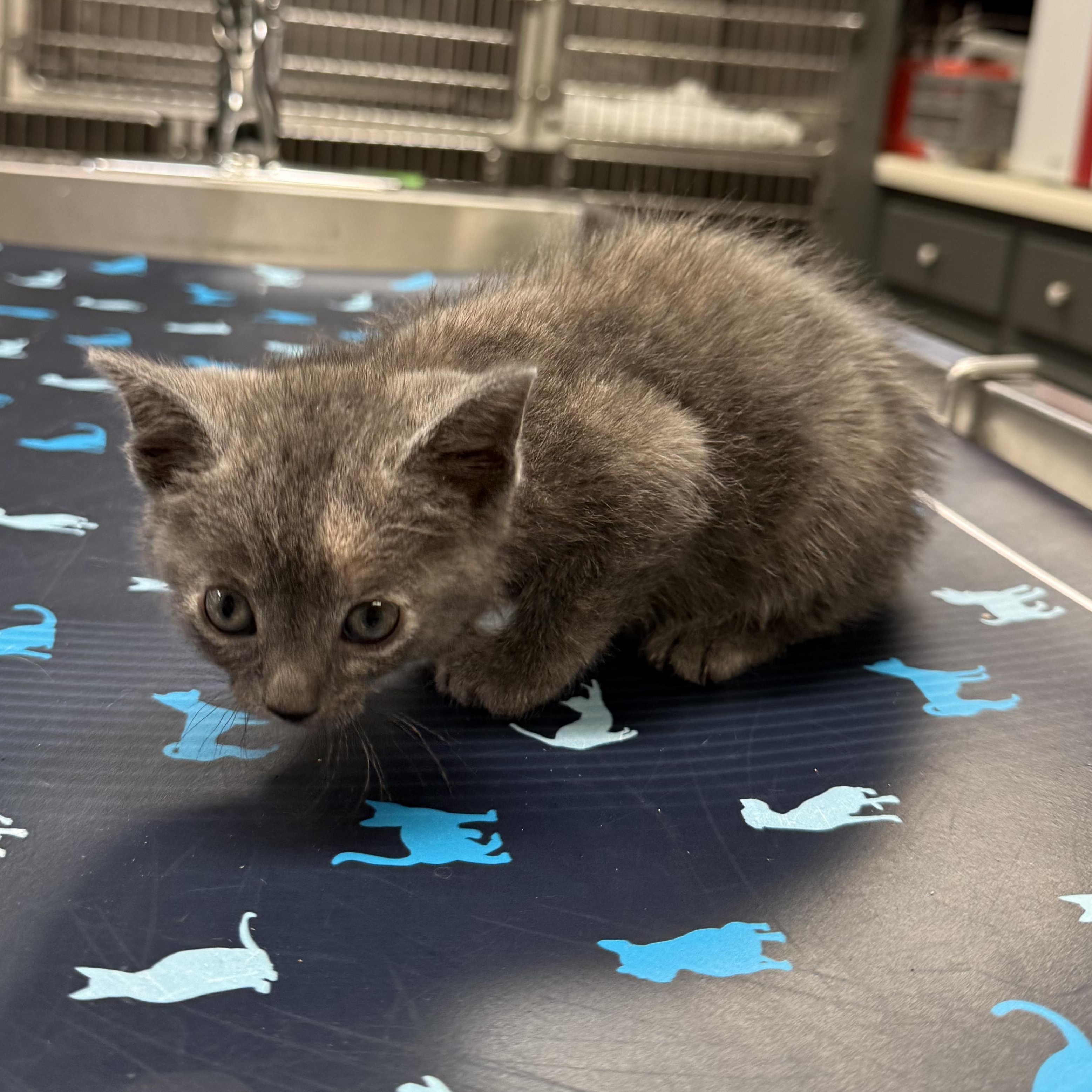 Enlarge Hermione (Harry Potter Litter), a ADOPTABLE Domestic Short Hair in Acworth, GA image 3/3
