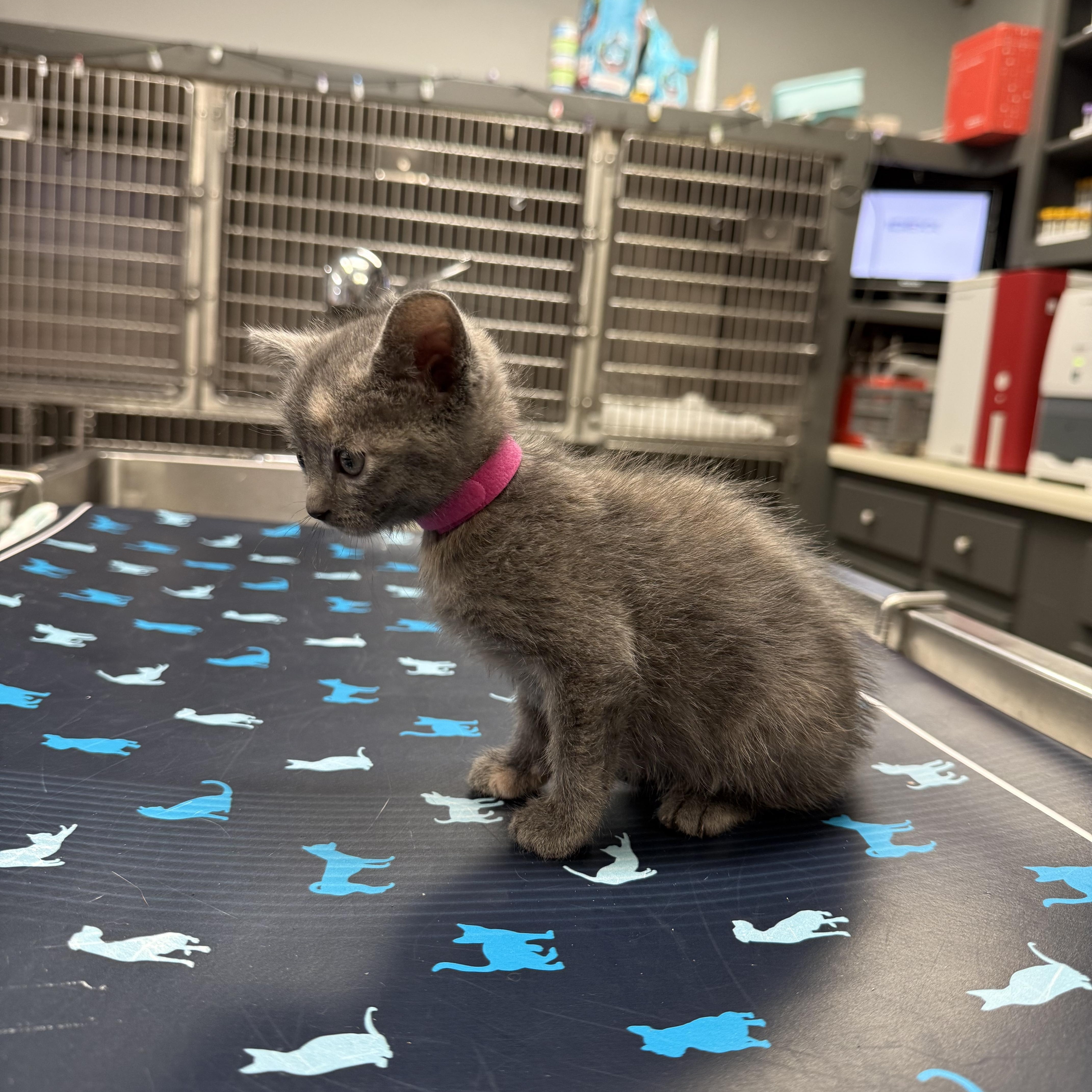 Enlarge Hermione (Harry Potter Litter), a ADOPTABLE Domestic Short Hair in Acworth, GA image 2/3