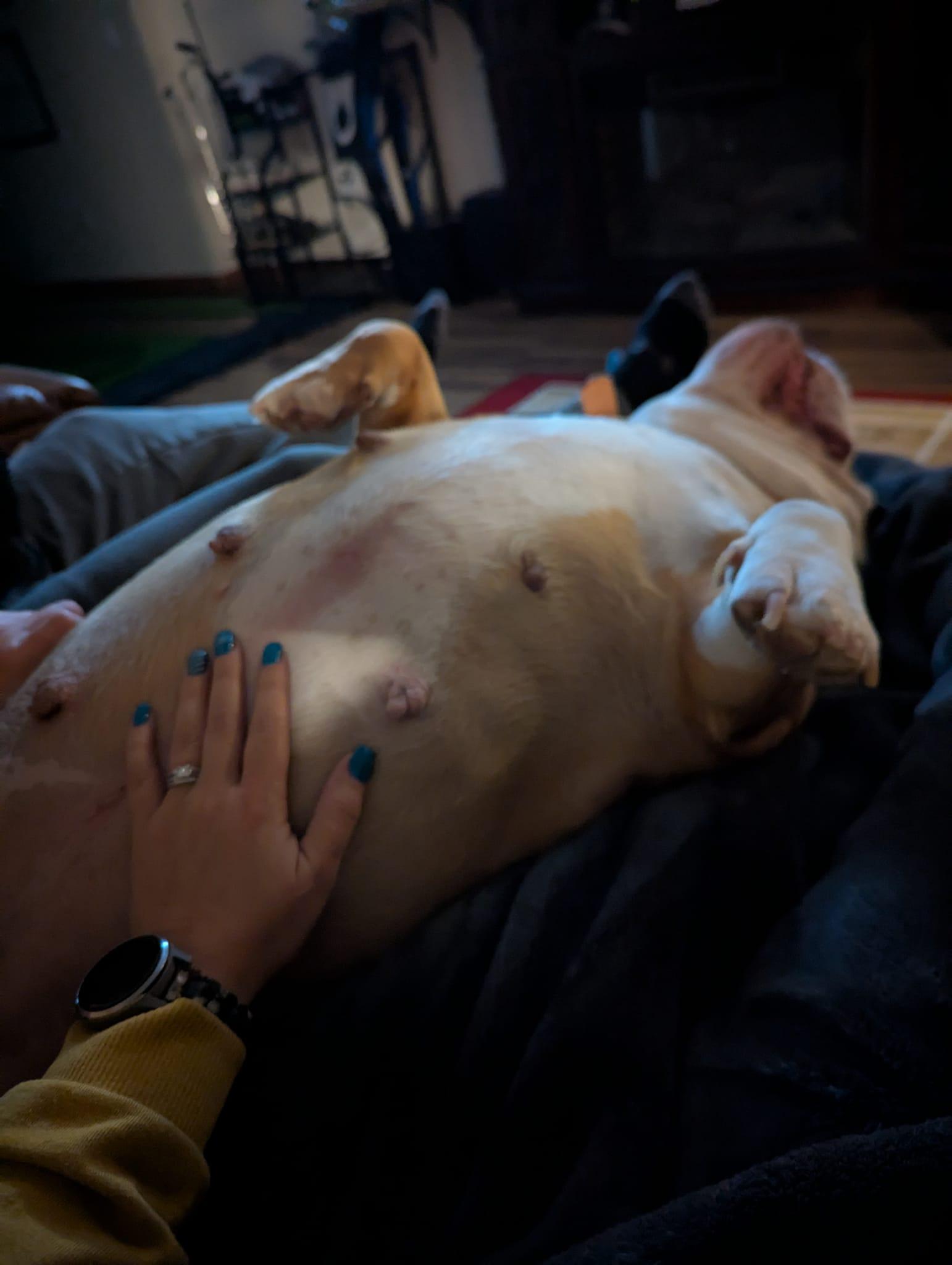 Rita, Adoptable, Adult Female English Bulldog.