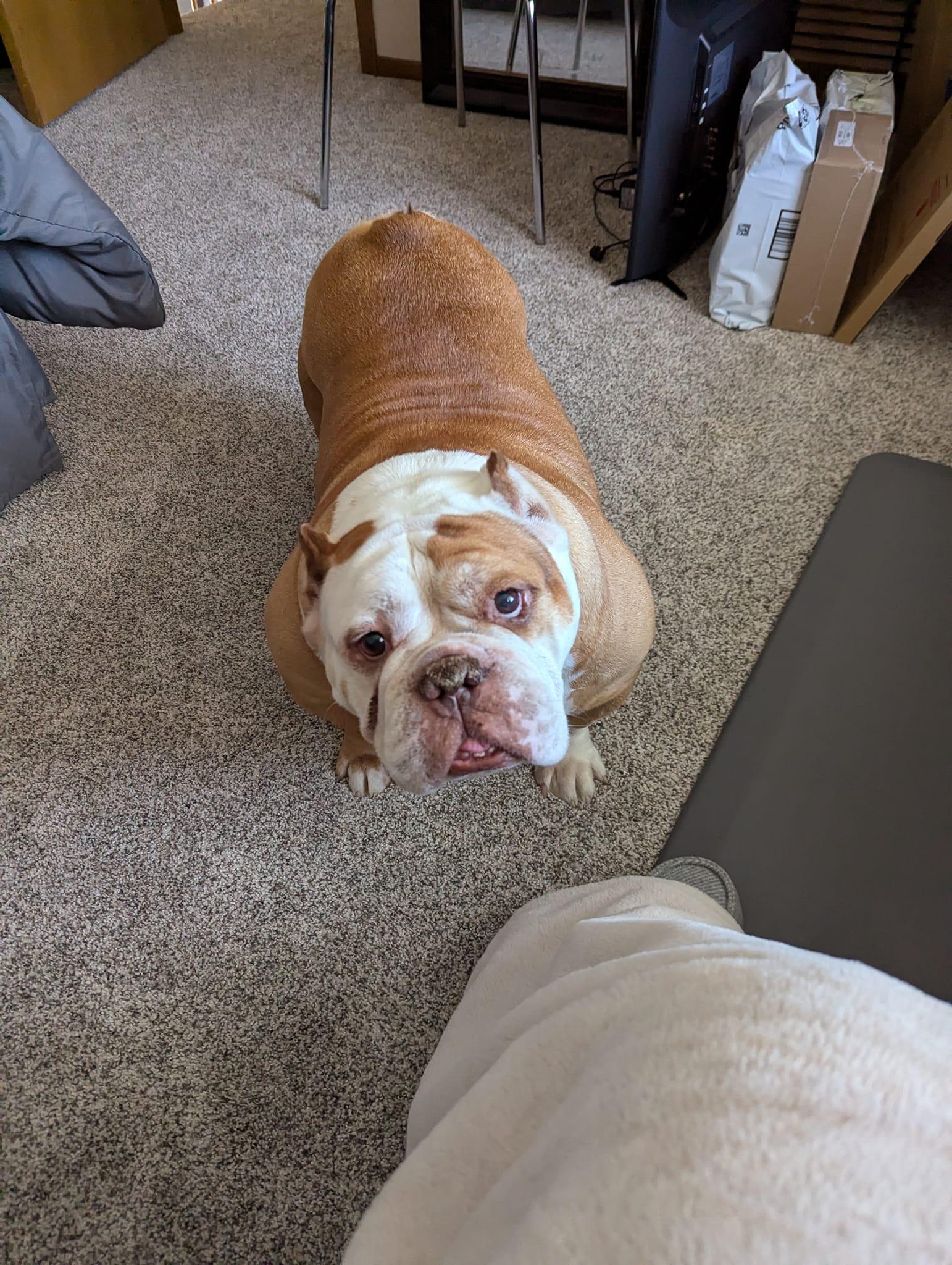Enlarge Rita, a Adoptable English Bulldog in Decatur, IL image 3/3
