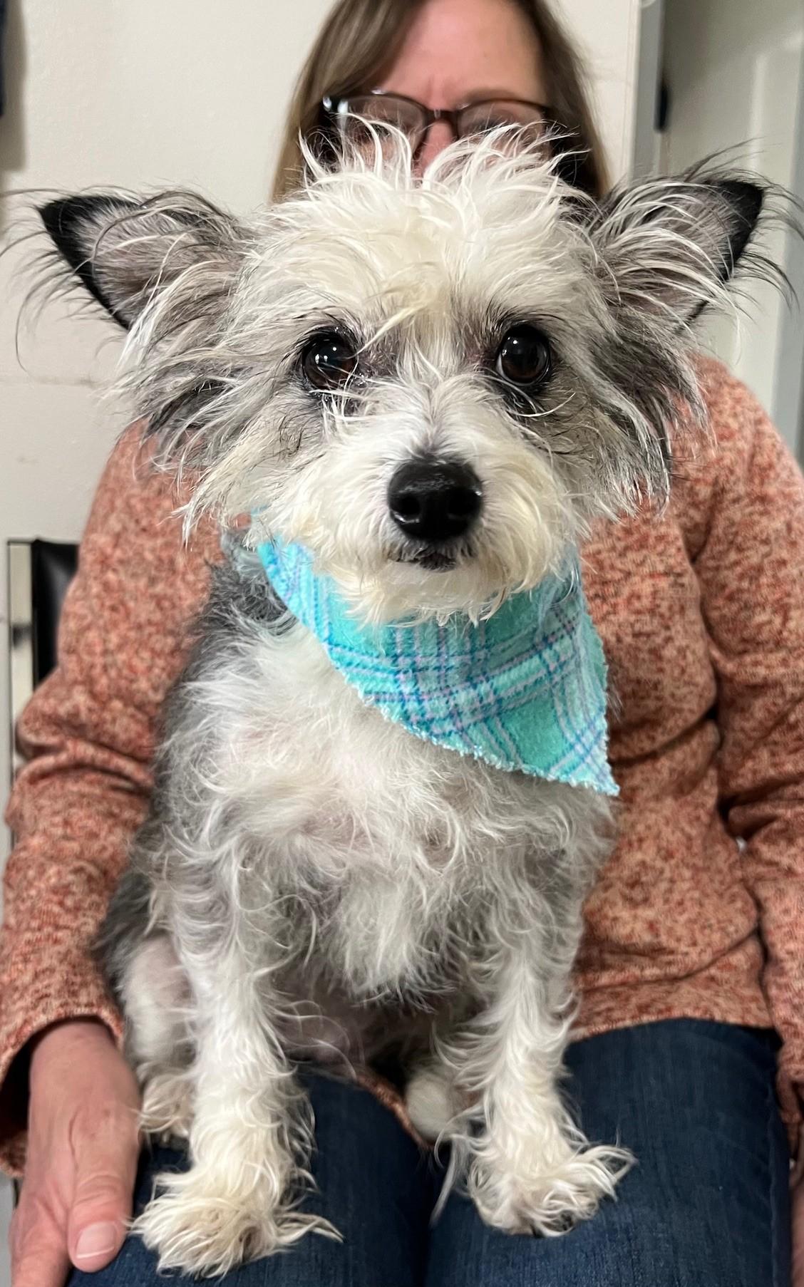 Enlarge Ashley, a ADOPTABLE mixed breed in Yakima, WA image 2/5