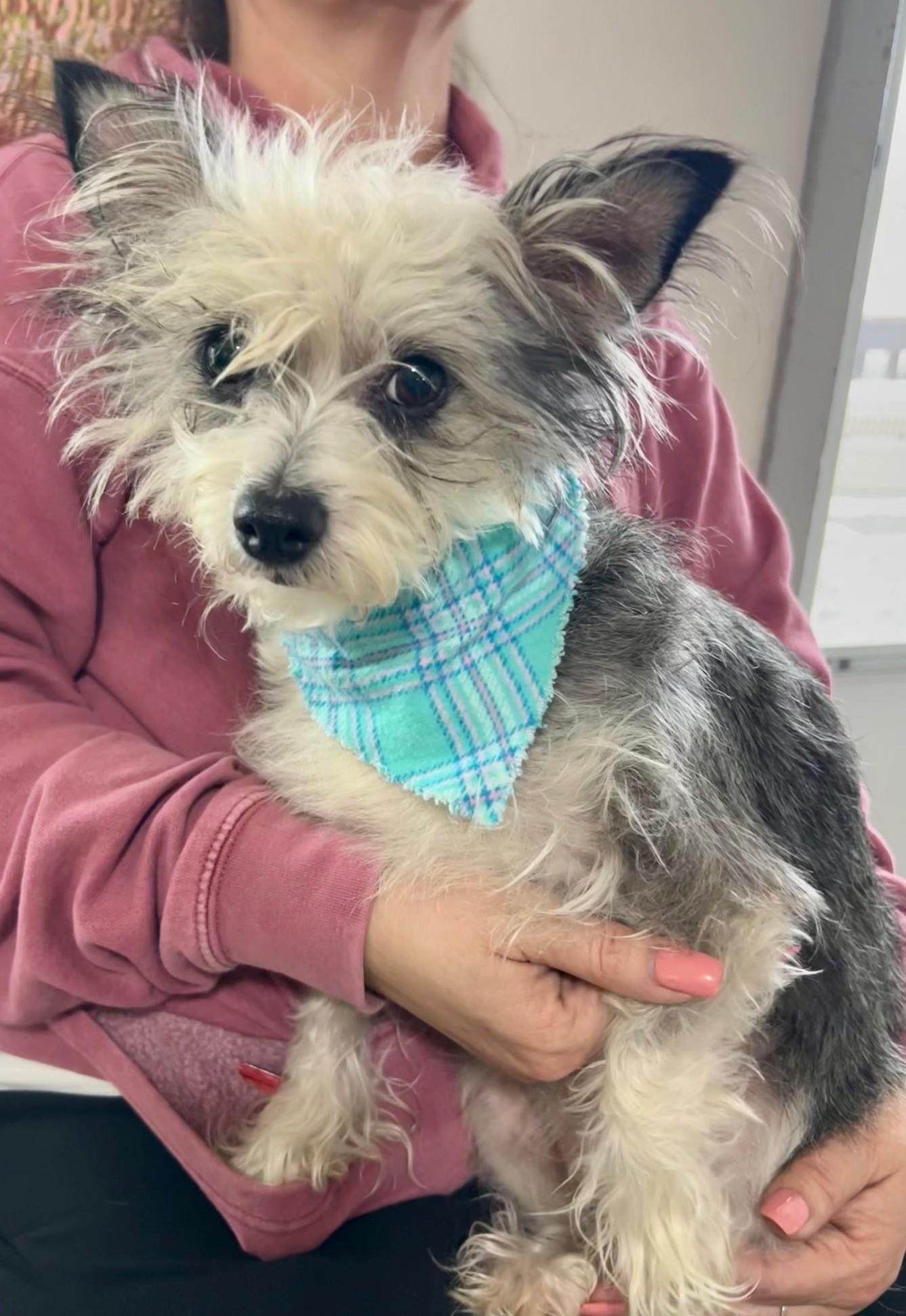 Ashley, ADOPTABLE, Adult Female Chihuahua & Schnauzer.