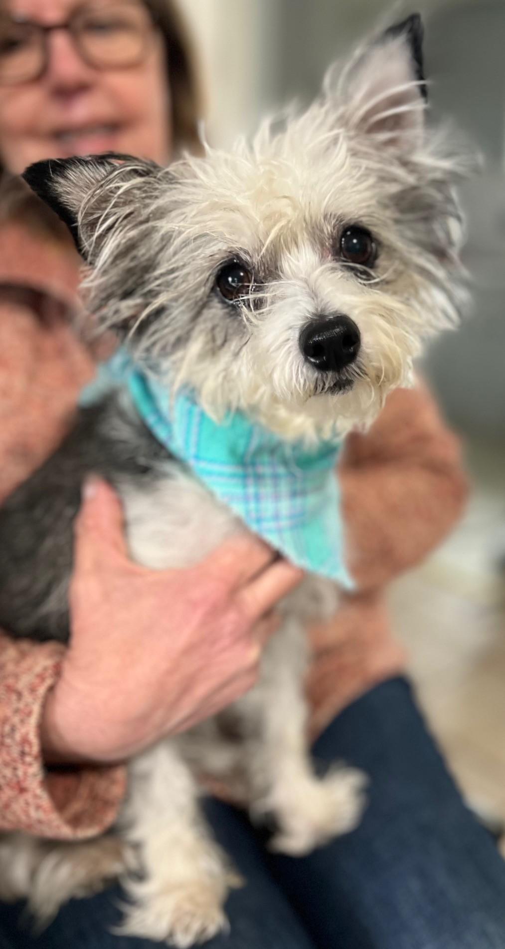 Enlarge Ashley, a ADOPTABLE mixed breed in Yakima, WA image 3/5