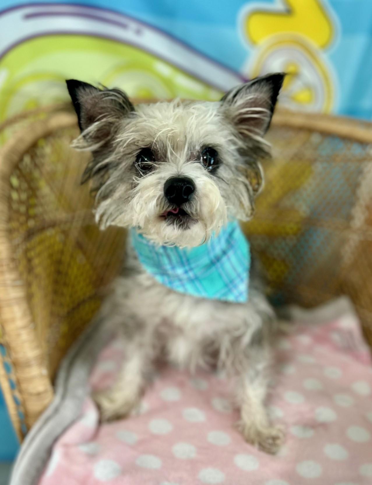 Enlarge Ashley, a ADOPTABLE mixed breed in Yakima, WA image 5/5