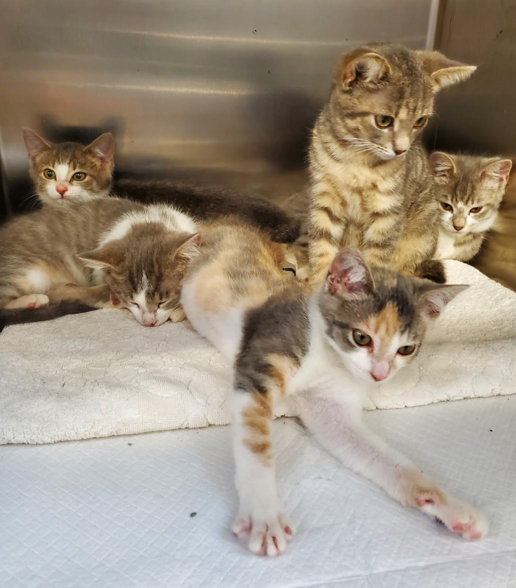 Enlarge Callie, a Adoptable Domestic Short Hair in Brighton, MI image 2/6