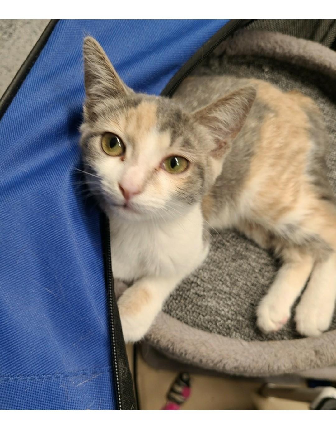 Enlarge Callie, a Adoptable Domestic Short Hair in Brighton, MI image 3/6