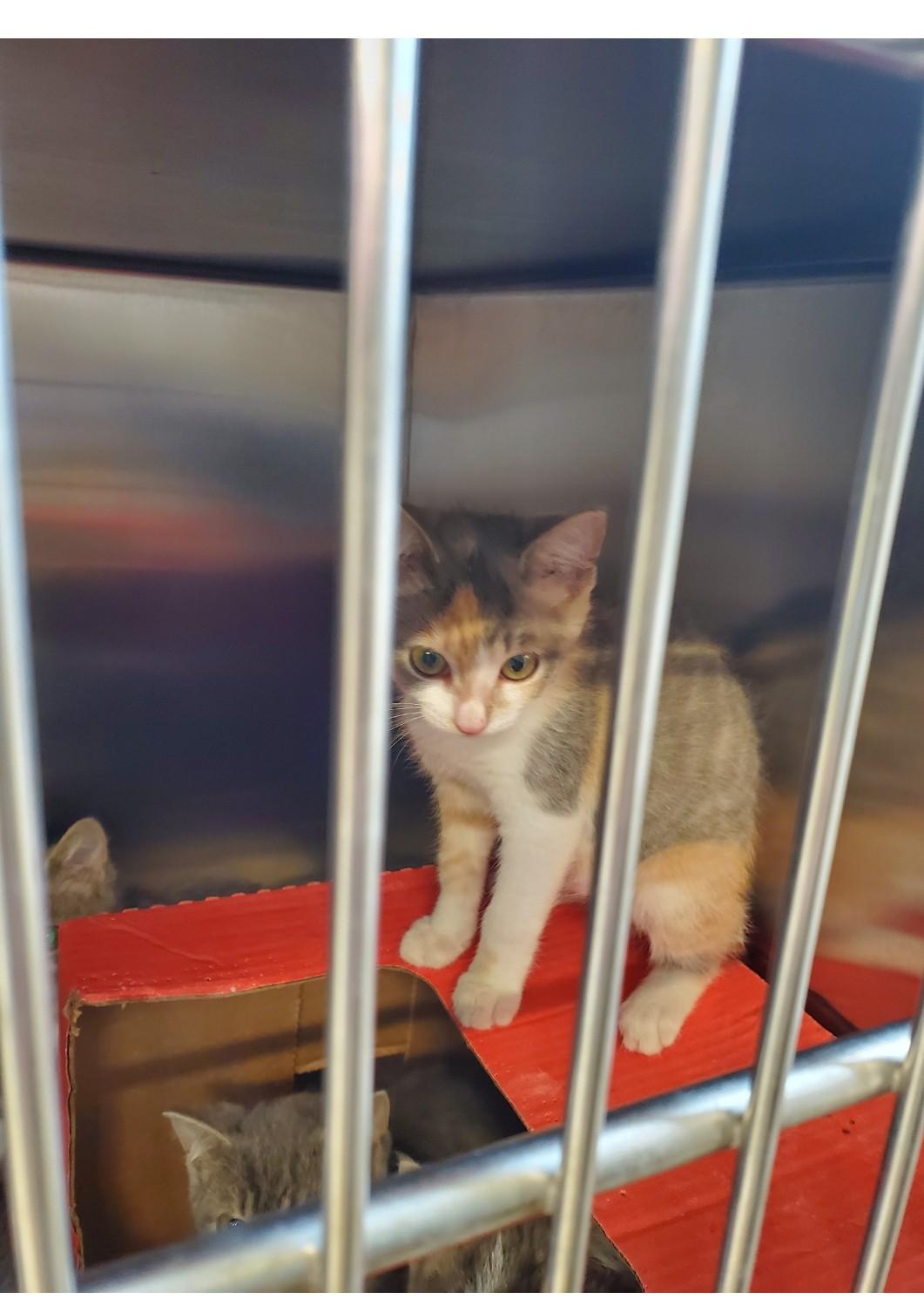 Enlarge Callie, a Adoptable Domestic Short Hair in Brighton, MI image 4/6