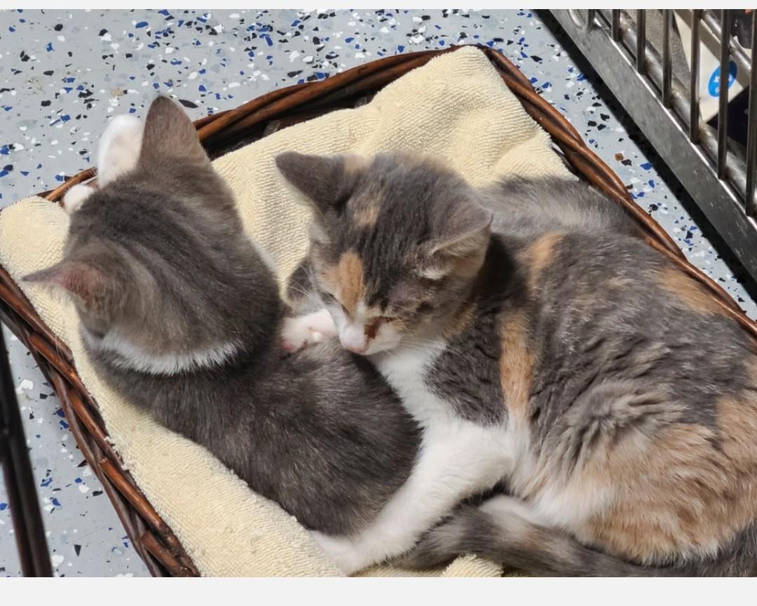 Enlarge Callie, a Adoptable Domestic Short Hair in Brighton, MI image 5/6