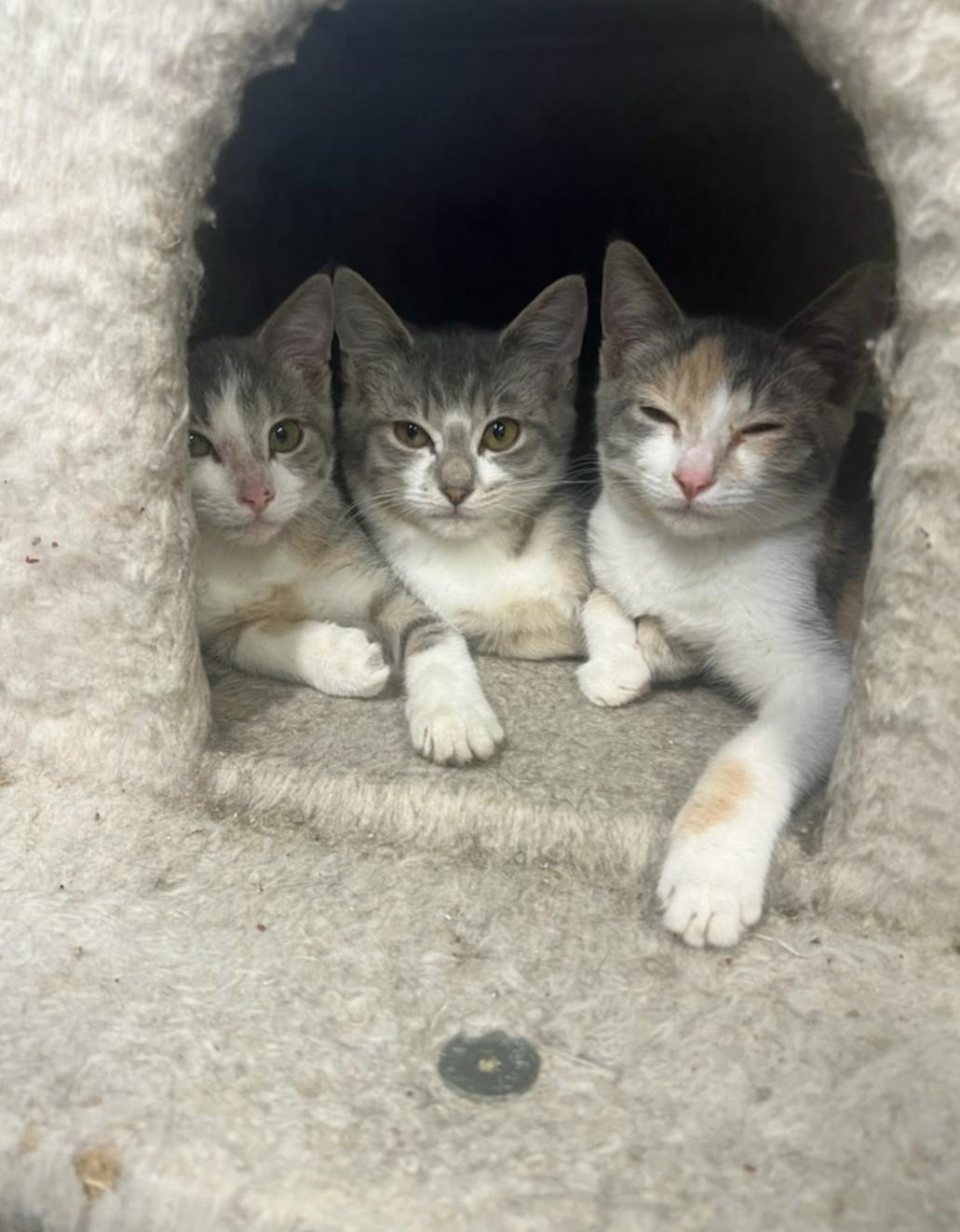 Enlarge Callie, a Adoptable Domestic Short Hair in Brighton, MI image 6/6