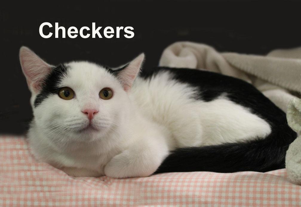 Checkers Steck. (sweet brother to Chess Steck.)