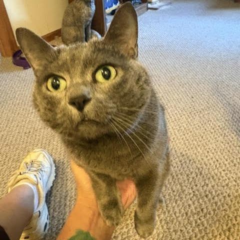 Cece C12523, Adoptable, Senior Female Domestic Short Hair.