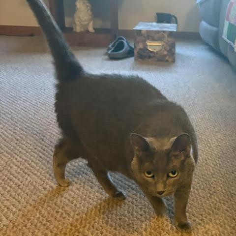 Enlarge Cece C12523, a Adoptable Domestic Short Hair in Blaine, MN image 2/2