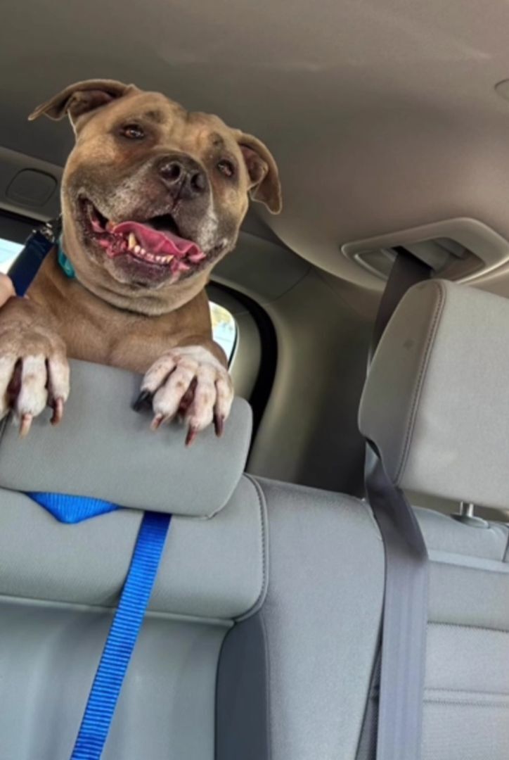 Enlarge Sweet Penny Girl!, a Adoptable American Staffordshire Terrier in Manhattan Beach, CA image 1/6