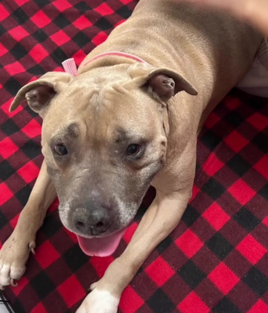 Enlarge Sweet Penny Girl!, a Adoptable American Staffordshire Terrier in Manhattan Beach, CA image 2/6