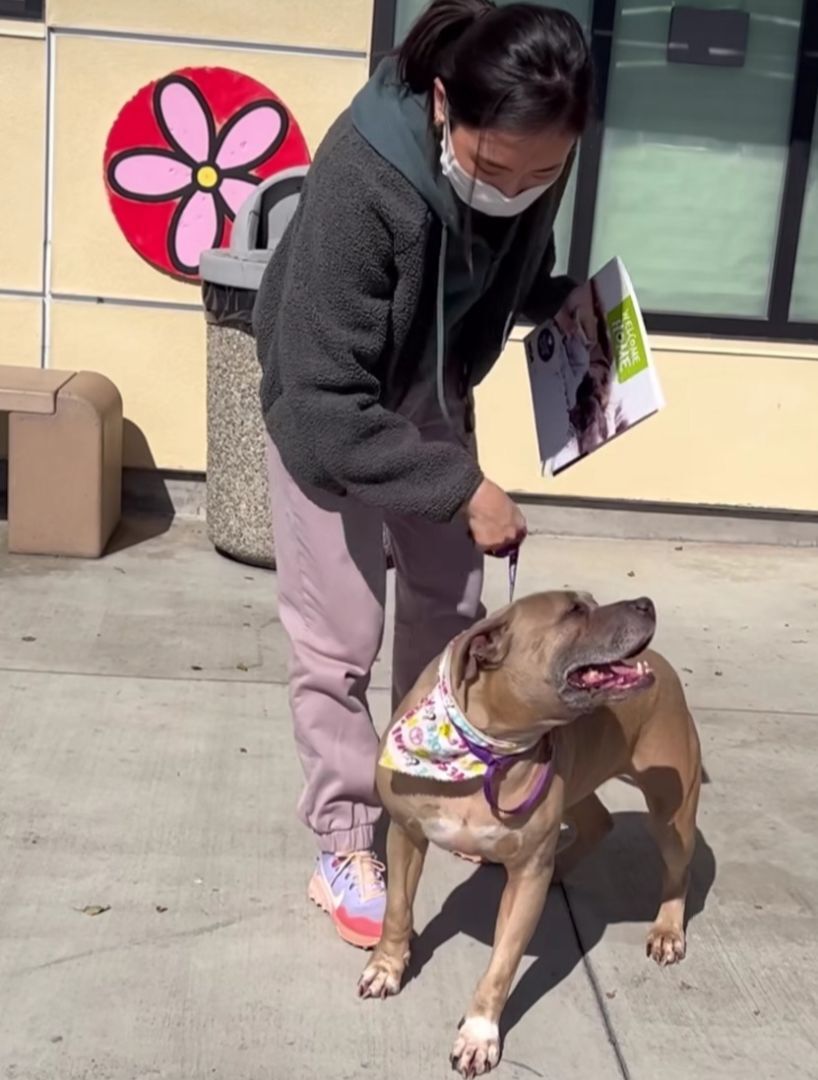 Enlarge Sweet Penny Girl!, a Adoptable American Staffordshire Terrier in Manhattan Beach, CA image 3/6