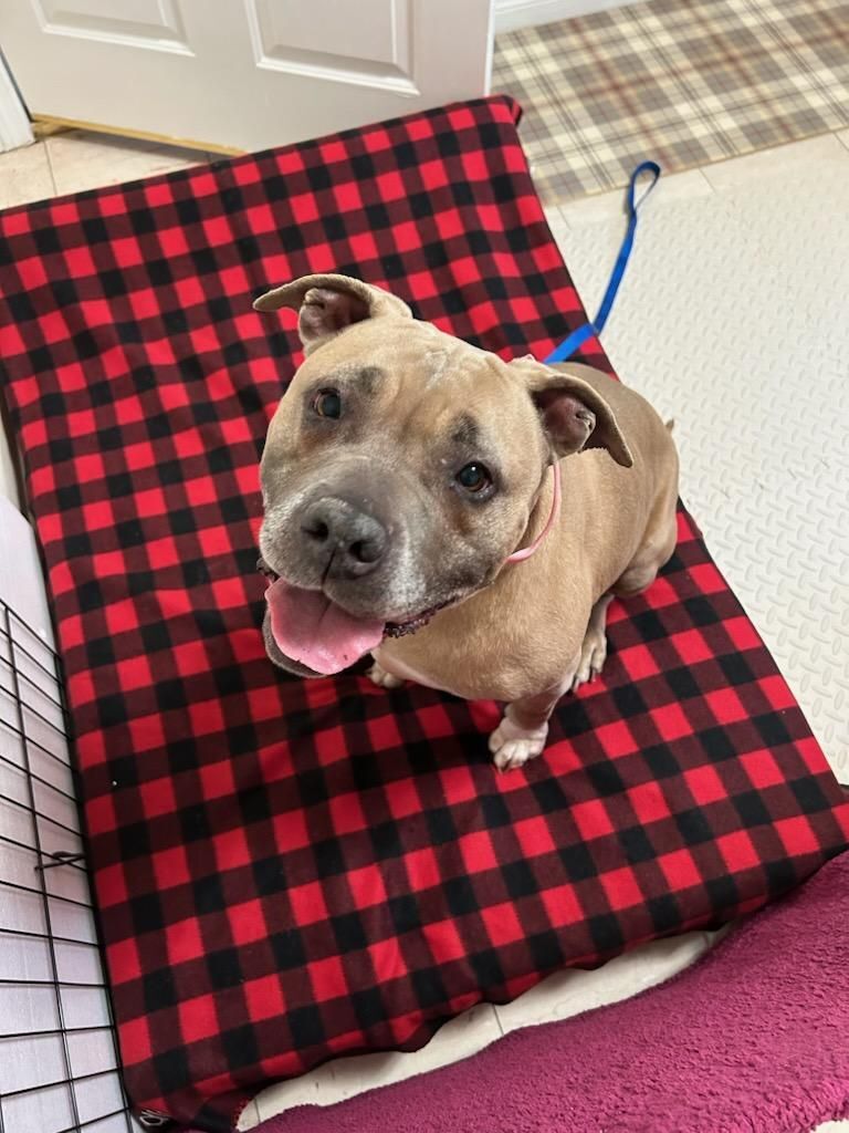 Enlarge Sweet Penny Girl!, a Adoptable American Staffordshire Terrier in Manhattan Beach, CA image 4/6