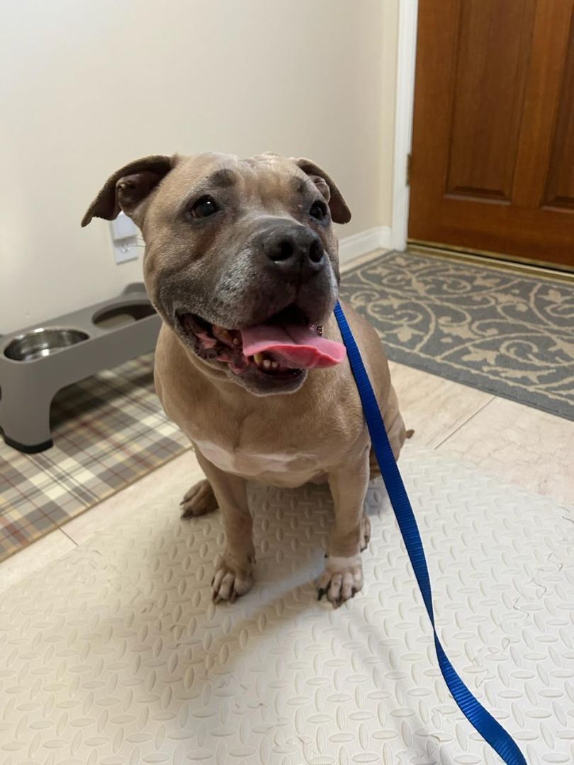 Enlarge Sweet Penny Girl!, a Adoptable American Staffordshire Terrier in Manhattan Beach, CA image 5/6