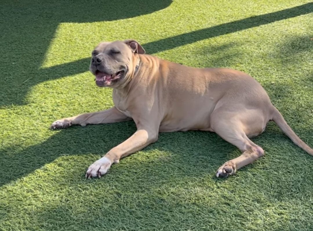 Enlarge Sweet Penny Girl!, a Adoptable American Staffordshire Terrier in Manhattan Beach, CA image 6/6
