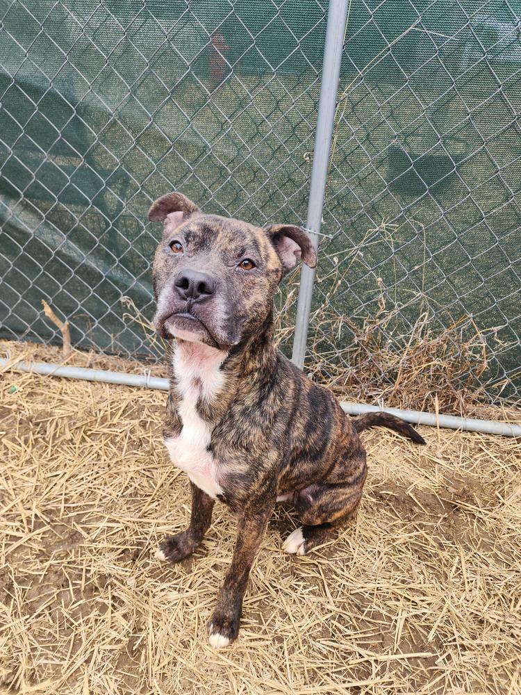 Enlarge Noki, a Adoptable mixed breed in Evansville, IN image 1/6