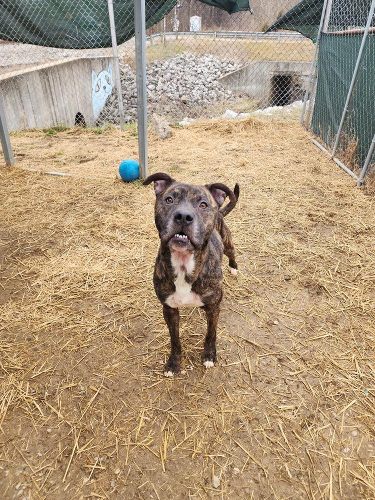 Enlarge Noki, a Adoptable mixed breed in Evansville, IN image 2/6