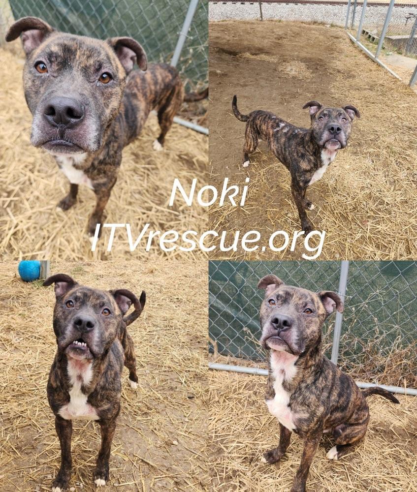 Enlarge Noki, a Adoptable mixed breed in Evansville, IN image 3/6