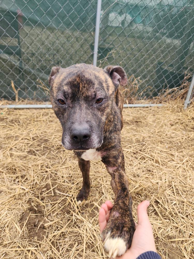 Enlarge Noki, a Adoptable mixed breed in Evansville, IN image 4/6